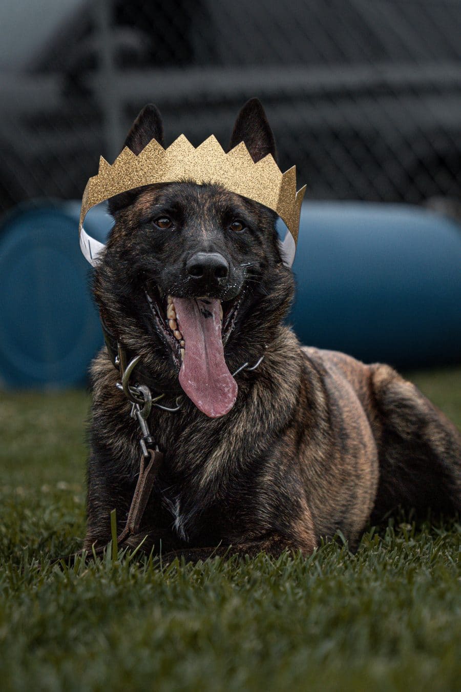 Working dog engaging a decoy