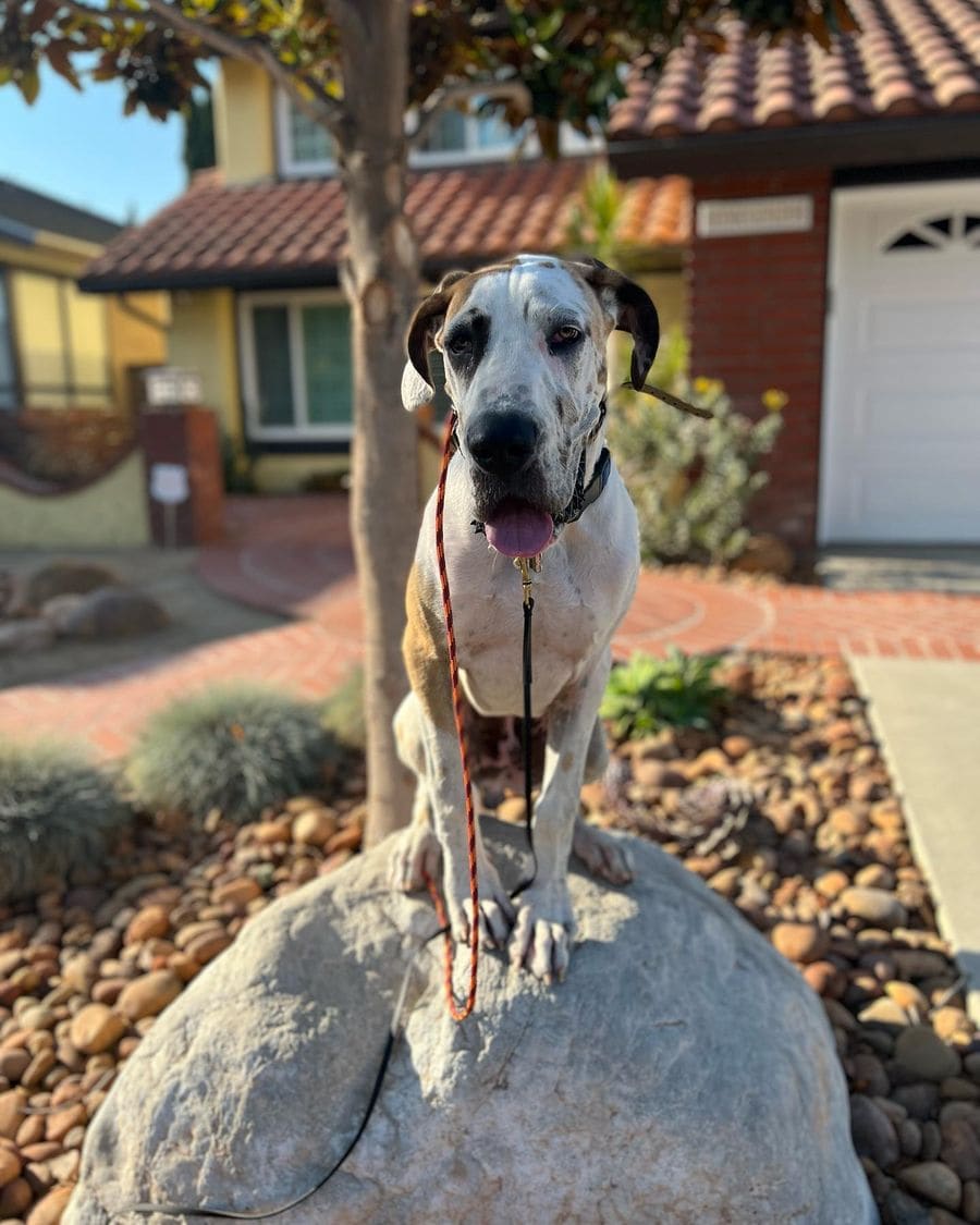 Chip holding a sit