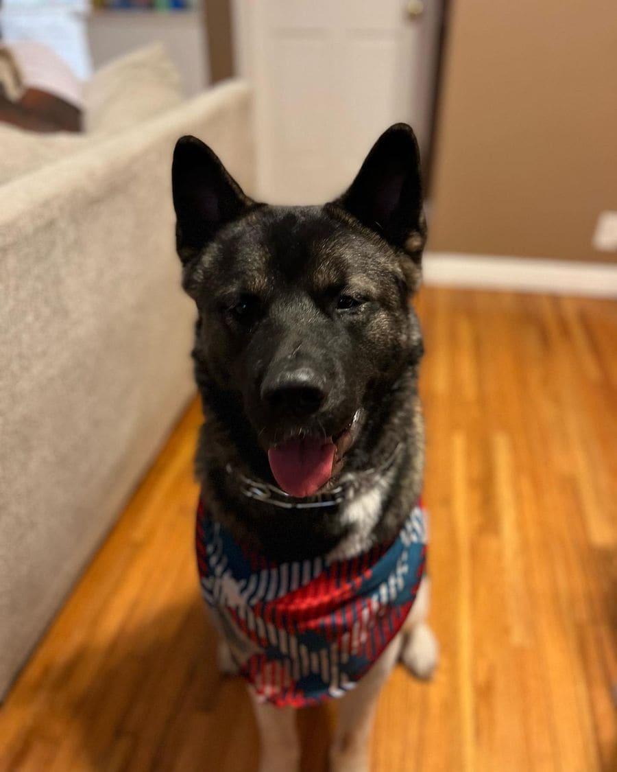Itachi, a two-year-old Akita