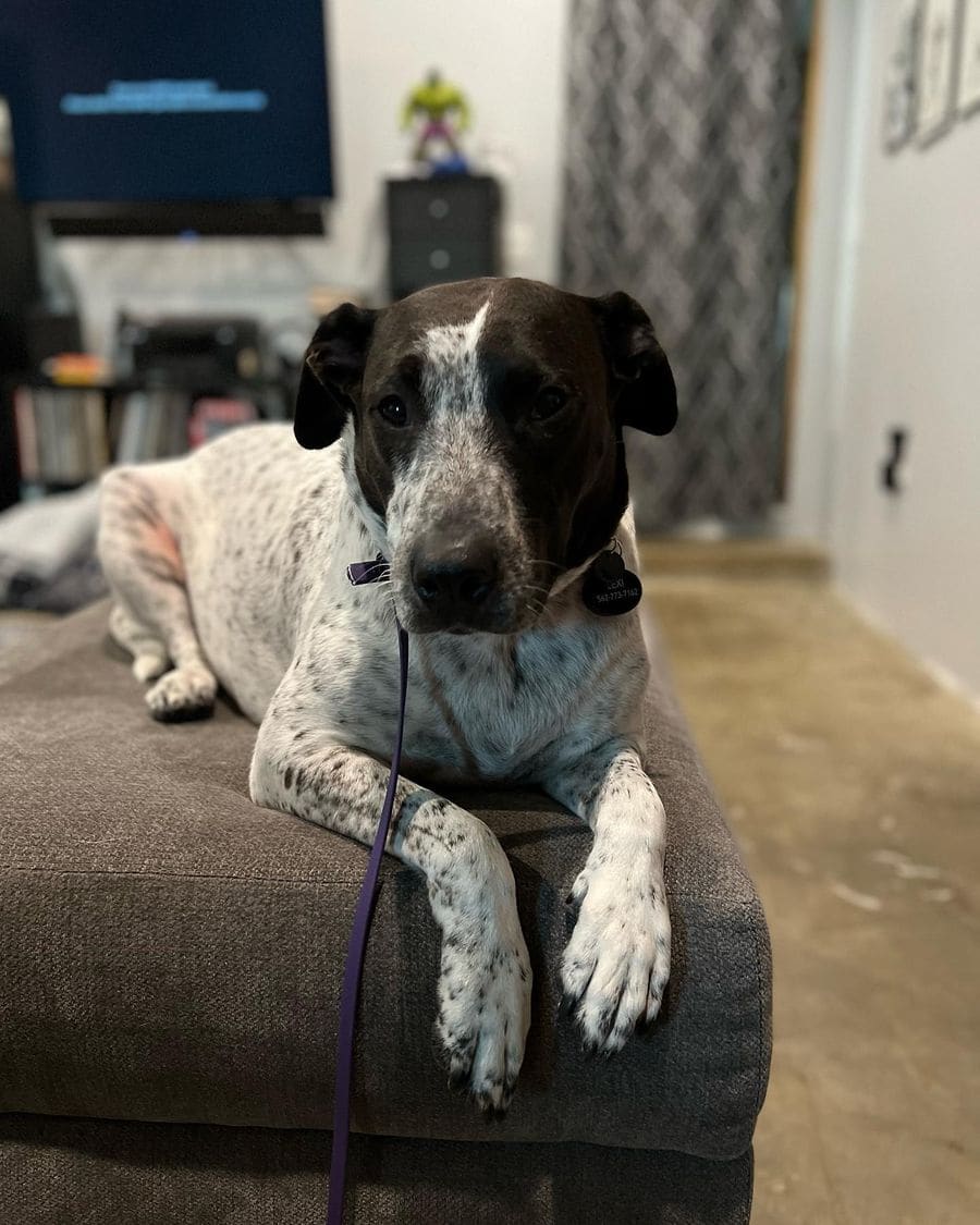 Lexi on a down-stay