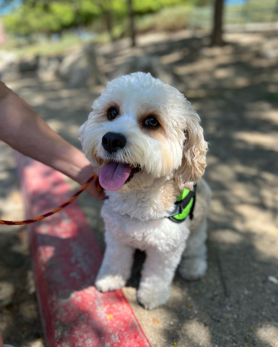 Milo on a walk