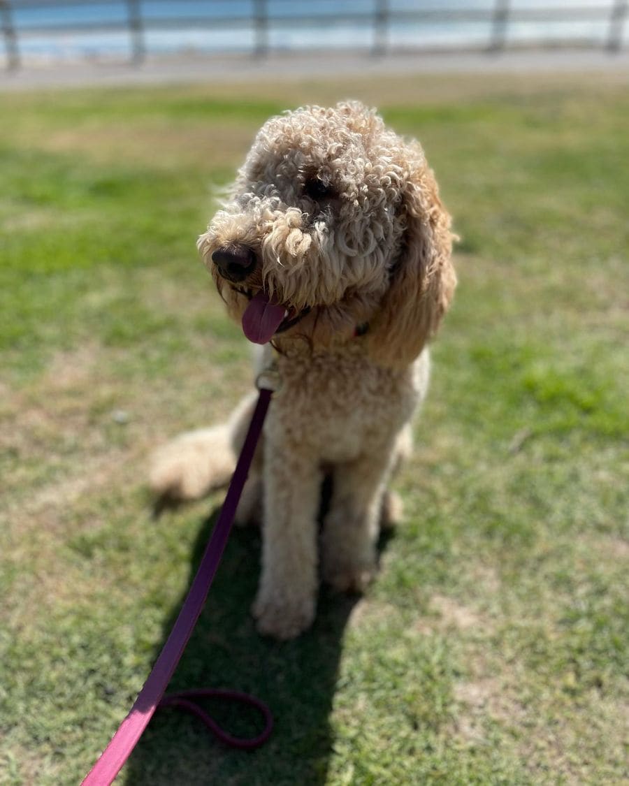 Pepper sitting for the camera